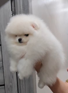 шпиц померанский белый купить