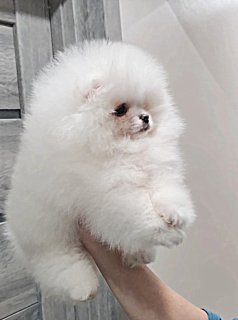 шпіц померанський білий