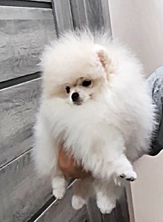 шпіц померанський купити