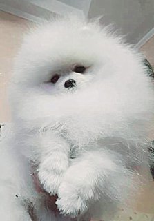 Pomeranian Spitz